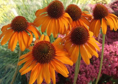 echinacea