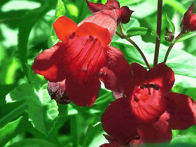 penstemon