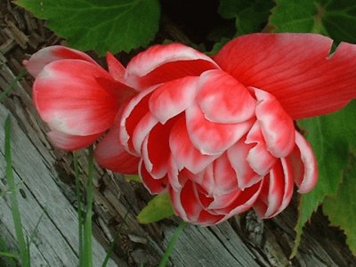 begonia