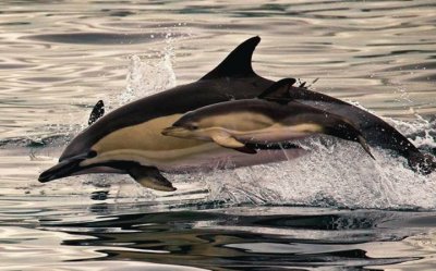 delfines