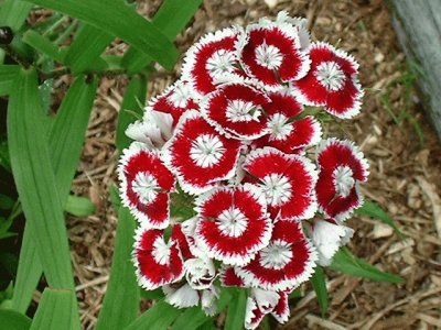 dianthus