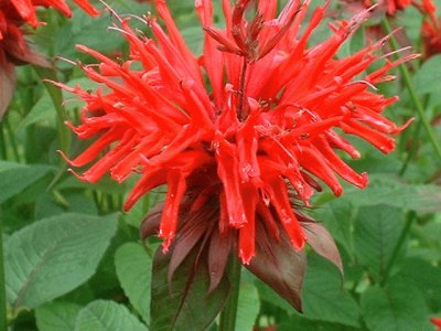 monarde