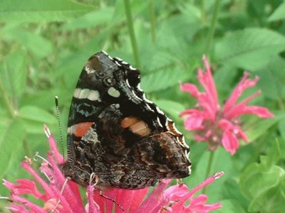 monarde et papillon