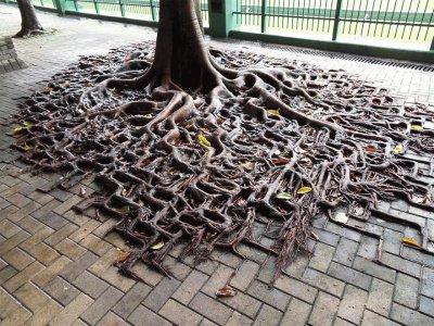 tree-roots-concrete 1