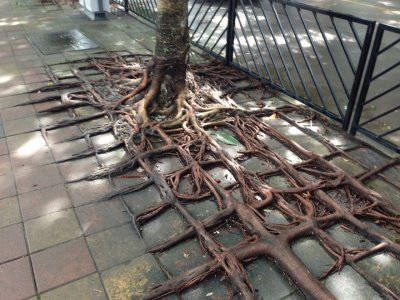 tree-roots-concrete 4