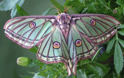 papillon Isabelle