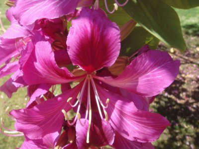 fleurs:bauhinia