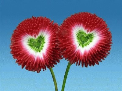 Very Unique Flower with heart