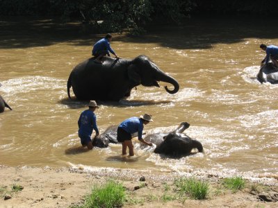 bain des Ã©lÃ©phants