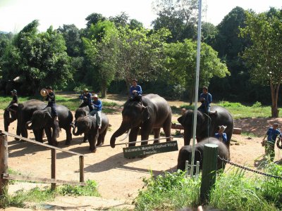 travail des Ã©lÃ©phants