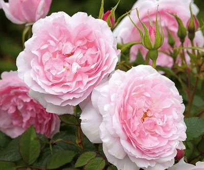 Lady Salisbury English Rose