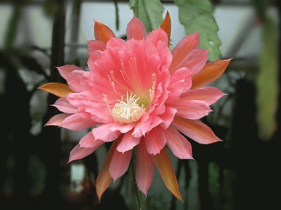 epiphyllum