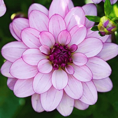 Dahlia