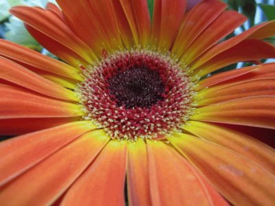 gerbera