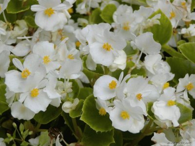 begonias