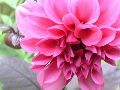 dahlia