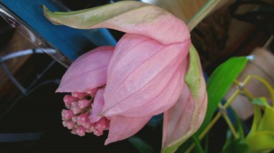 medinilla