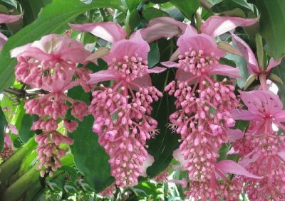 medinilla