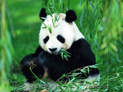 panda