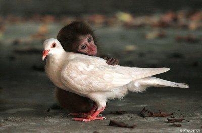 singe et pigeon