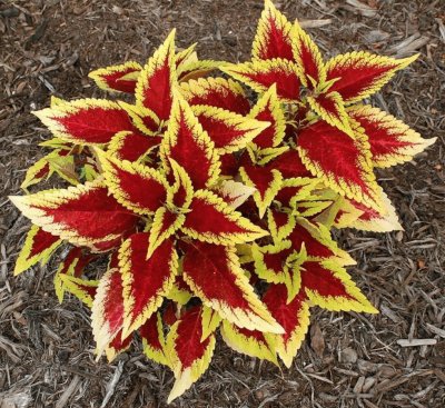 coleus