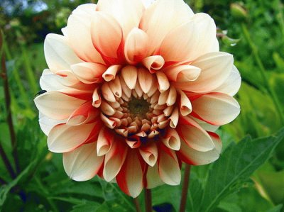 dahlia