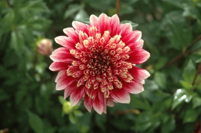 dahlia