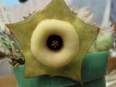 FLOR DE HUERNIA