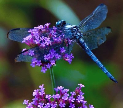 MARIPOSA POSADA EN UNA FLOR