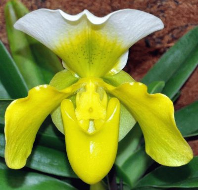 ORQUIDEA