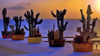 TERRAZA CON CACTUS AL MAR