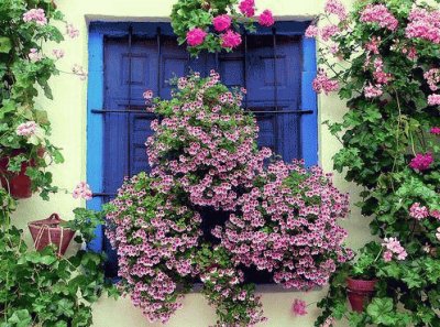 VENTANA FLORAL