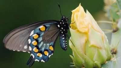 MARIPOSA POSADA EN UN CACTUS