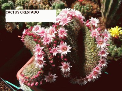 CACTUS CRESTADO EN FLORACION