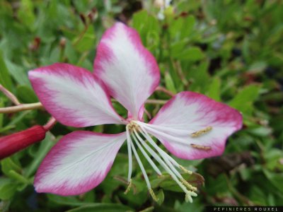 gaura