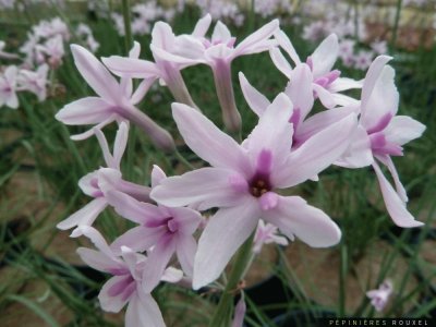 tulbaghia