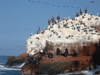 Animais Marinhos