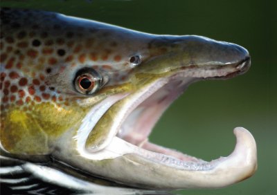 SALMÃ“N EN EL RÃO