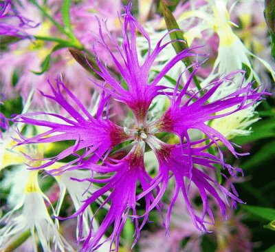 Fractal Flower