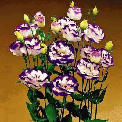 fleurs: lisianthus