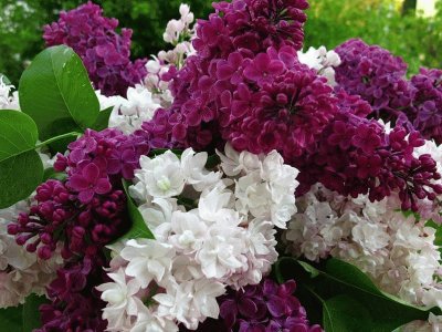 fleurs: lilas