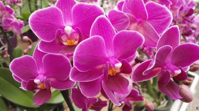 fleurs: orchidÃ©es