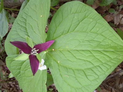 Trillium