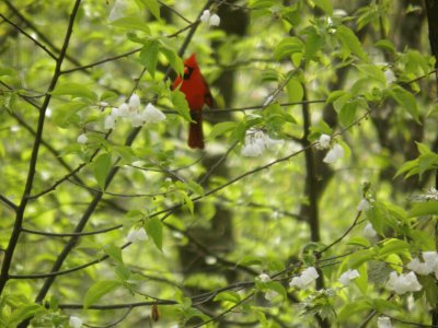 Cardinal in basswood tree