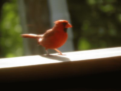 Cardinal