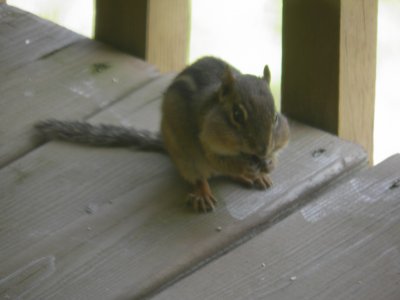 Hoover the chipmunk