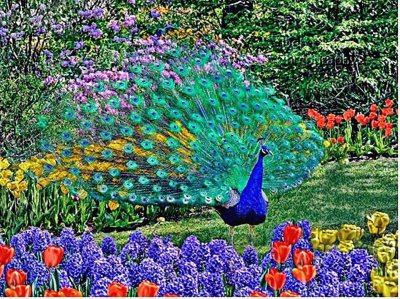 PAVO REAL Y FLORES.