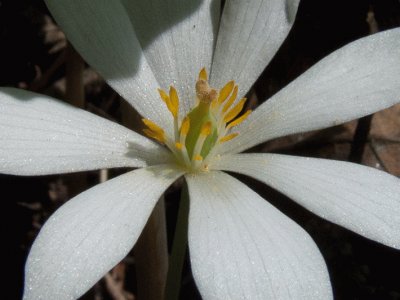 sanguinaire du canada