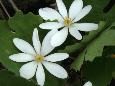 sanguinaire du canada