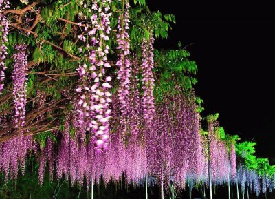 fleurs: glycine